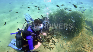 Discover scuba diving